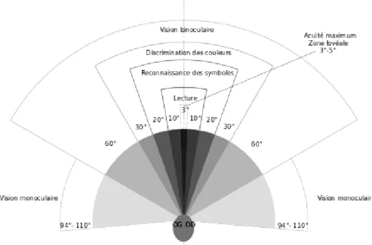 Figure 2.6: Champ visuel humain avec ses différentes zones de capacités visuelles. 