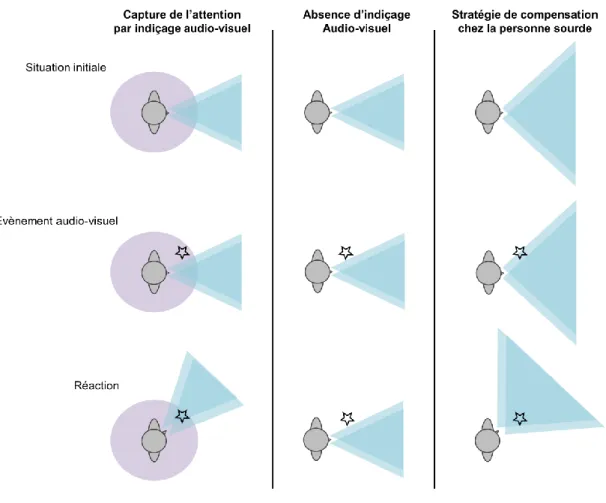 Figure 2.8 : Hypothèse de la compensation sensorielle. Le violet représente la zone de perception  auditive  et  le  bleu  la  zone  de  perception  visuelle  d’un  individu