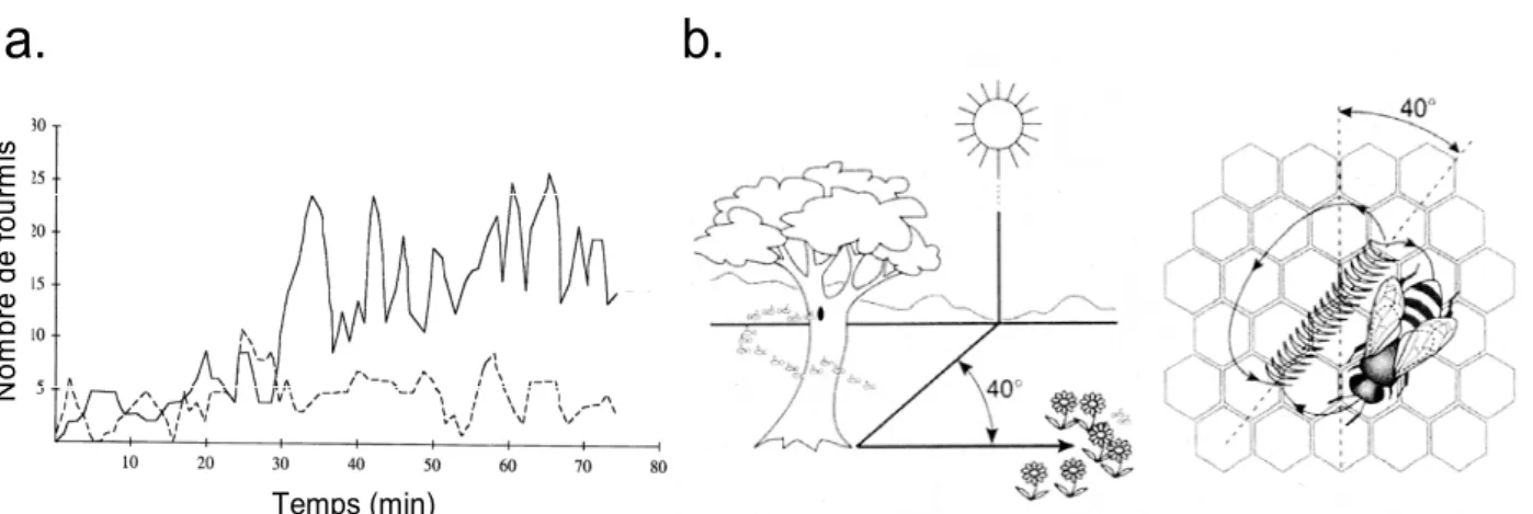 Figure  7 :  a)  Dynamique  d’exploitation  de  deux  sources  de  nourriture  identiques  (S1  et  S2)  par  un  groupe de fourmis Lasius niger, modifiée d’après Camazine et al