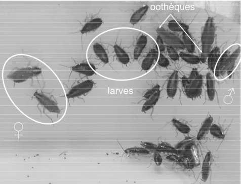 Figure 8  :  Photographie  d’un  agrégat  de  B.  germanica.  Dans  l’agrégat  cohabitent  les  adultes  (mâles/femelles) et les larves de tous stades (stades 1 à 6)