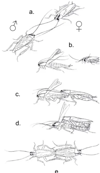 Figure 9  :  Séquence  comportementale  pré-copulatoire  du  mâle  et  de  la  femelle  B