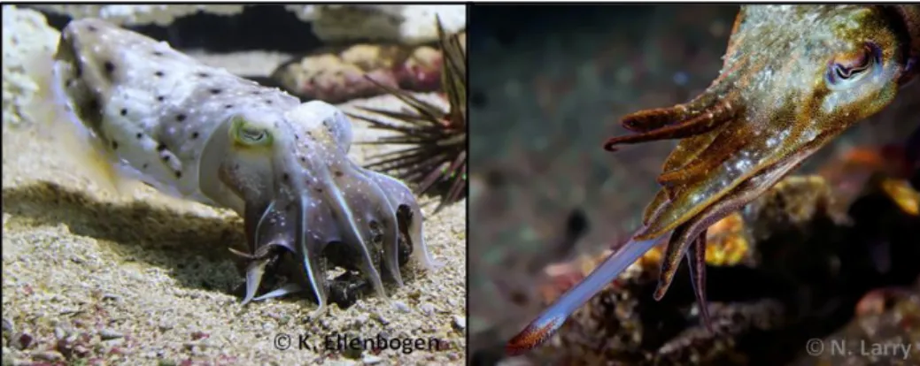 Figure 6 : Photographies illustrant les deux méthodes de capture des proies chez la seiche
