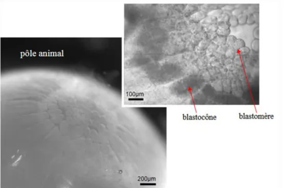 Figure 10  : Stade 9 de l’embryon de seiche  Sepia officinalis (fin de segmentation). Nous pouvons voir au  pôle animal le blastoderme à l’origine de l’embryon  (photo de gauche)