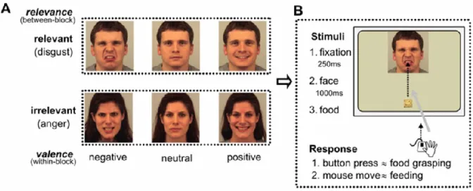 Figure 7. From Ferri et al. (2010). A) Examples of the stimuli. B) Feeding procedure. 