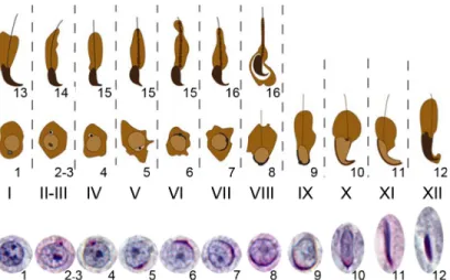 Fig 2. The normal steps of spermiogenesis in relation to testis tubule stages in an XY mouse