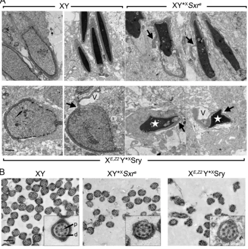 Fig 5. Sperm head and tail morphogenesis in X E,Z2 Y * X Sry males as compared to controls