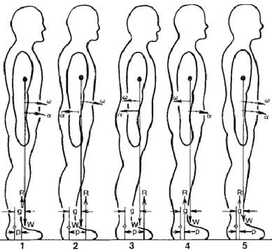 Figure 2 : Modèle du pendule inversé appliqué à la position orthostatique (Winter 1990)