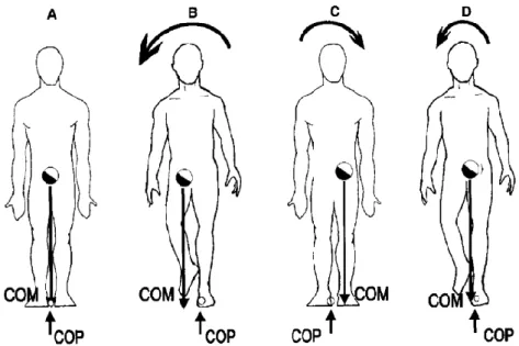 Figure 6 : Illustration de la fonction stabilisatrice des APA lors de l’initiation de la marche (Rogers et al