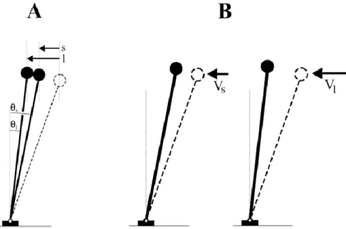 Figure 7 : Représentation des processus de régulation du déplacement médio-latéral du centre des masses au  moment du levé du pied oscillant (Lyon et Day 1997)
