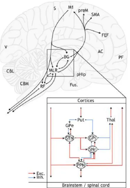 Figure 9 : Représentation schématique de la structure du réseau anatomique et neural cortico-sous cortical  impliqué dans le contrôle du pas et de l’équilibre chez les humains (figure adaptée de Collomb-Clerc et Welter 