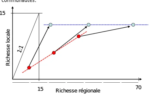 Figure 7 : Représentation schématique des relations entre richesses régionales et locales en  espèces natives (points rouges) et totales (points bleus)