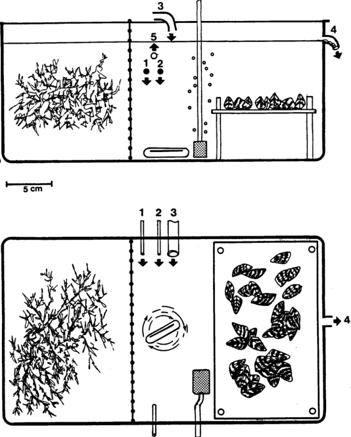 Figure 6. Vle.s scbématiques  de I'enceinf,e  expérimentale  à dern compartinents (séparés  Par ul gnllage en matière plastique) reoevant  d'un côté lcs morsses  et de I'autre côté les moules.