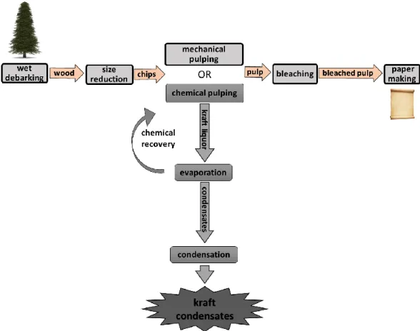 Figure 2.1: Overview of the chemical pulping process and origin of Kraft condensate in a  chemical pulping mill