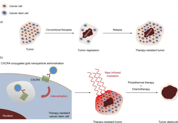 Figure 1. (a) Tumor response to conventional treatment is hampered by resistant cancer stem cells  that can regenerate the tumor bulk