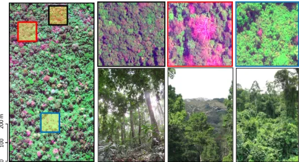 Figure 1-4. VHSR satellite image (GeoEye sensor) covering a typical forest mosaic from semi-deciduous forests of  south-eastern Cameroon