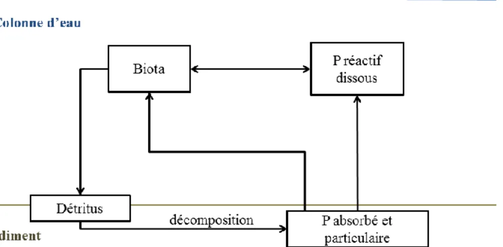 Figure 1.1. Représentation schématique des principaux procédés impliqués dans le cycle  du phosphore d’après Scheffer et al