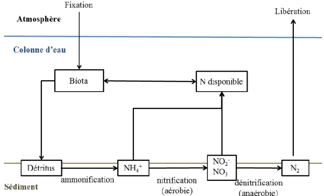 Figure 1.2. Représentation schématique des principaux procédés impliqués dans le cycle  de l’azote d’après Scheffer et al