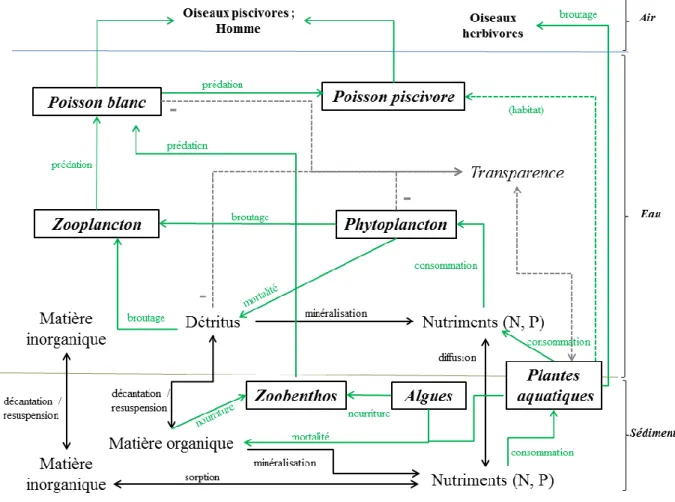 Figure  1.3  Modèle  des  interactions  entre  compartiment  biotique  et  abiotique  dans  les  étangs d’après Janse et al