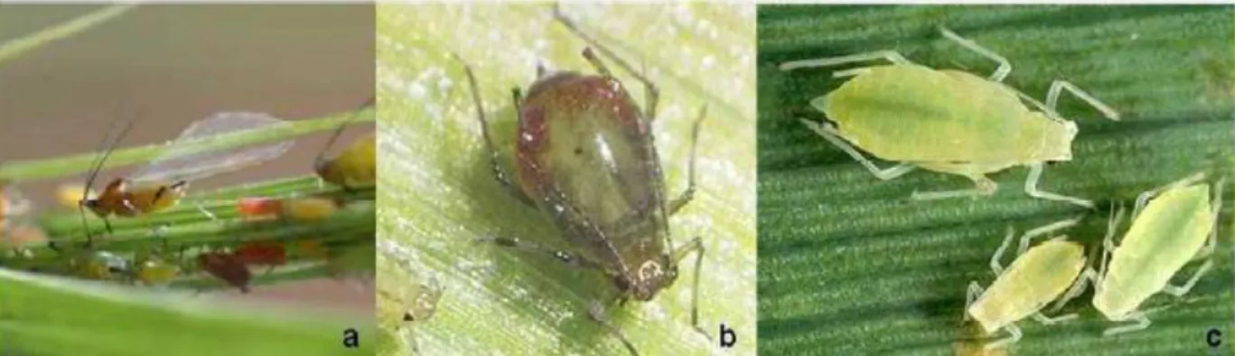 Figure 1. Pucerons des céréales. a: Sitobion avenae (adulte ailé et larves);b : Rhopalosiphum padi  (adulte aptère); c : Metopolophium dirhodum (larves de différents âges, dont une avec ébauches  alaires)