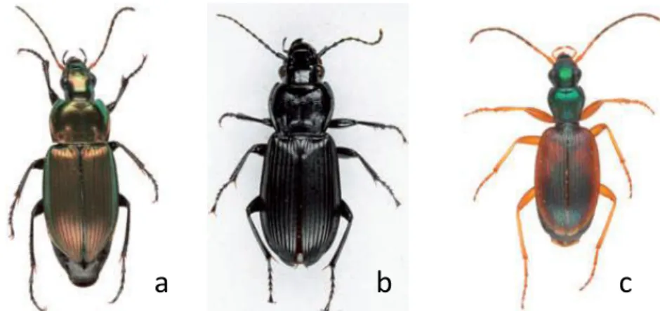 Figure 3. Les espèces des champs (prédateurs des pucerons). a : Poecilus cupreus ;  b : Pterostichus melanarius ; c : Anchomenus dorsalis
