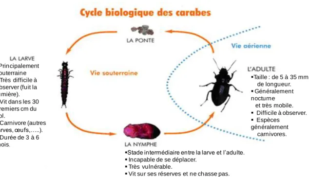 Figure 4. Cycle biologique des carabes. http://www.campagnesetenvironnement.fr/des- http://www.campagnesetenvironnement.fr/des-alliesvenus-du-sol-1618.html 