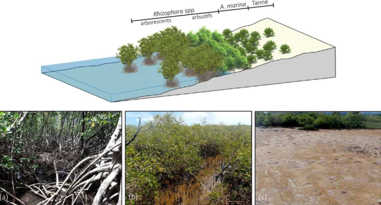 Figure I-2 : Illustration de la zonation classiquement observée dans les mangroves néo-calédoniennes (Bluecham  SAS), et photographies des formations à (a) Rhizophora spp