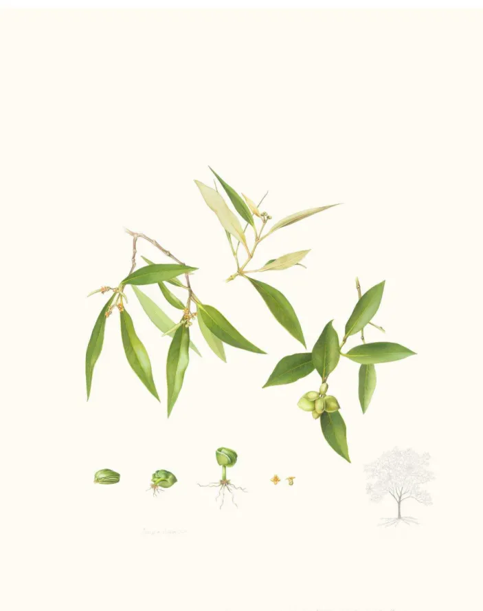 Figure I-4 : Illustration d'Avicennia marina var. eucalyptifolia (Deirdre Bean, 2014)