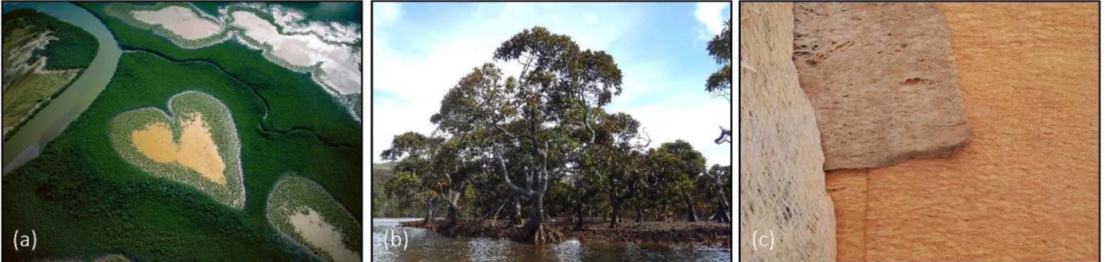 Figure  I-6  :  photographies  (a)  aérienne  du  &#34;Coeur  de  Voh&#34;  (©  Yann-Arthus  Bertrand),  (b)  de  la  mangrove  à  Bruguiera  gymnorhiza  de  la  Baie  du  Carénage  (Inès  Gayral,  2016),  et  (c)  des  tapas  colorés  avec  le  tannin  de