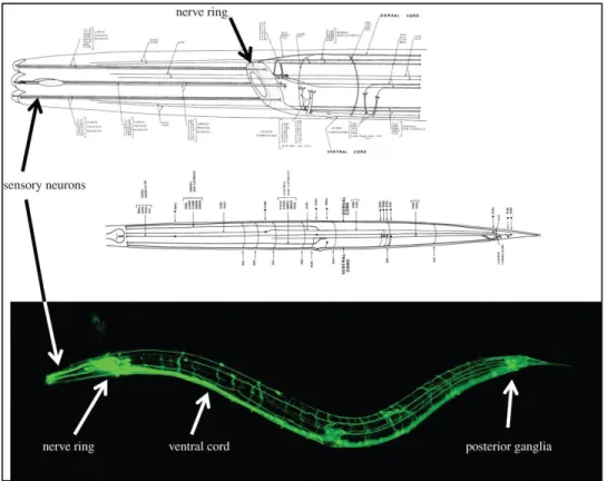 Figure 1.4: C. elegans nervous system highlighted by pan neuronal GFP expression 215