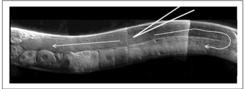 Figure 2.1: C. elegans distal gonad, the optimal location for DNA microinjection 246