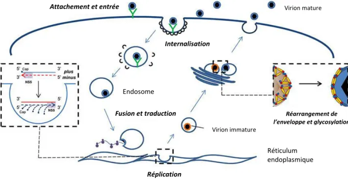 Figure 6  : C le de  pli atio  d’u  F lavivirus (adapté de (Fernández-Sanlés et al., 2017) 