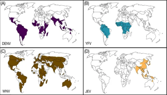 Figure 7 : Distribution mondiale des Flavivirus  d’i t t  di al  ajeu  (adapté de (Iranpour et al., 2016)