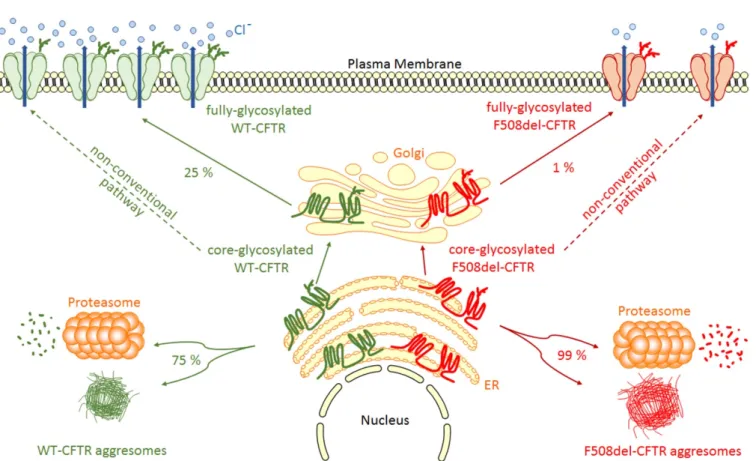 Figure 1. WT- and F508del-CFTR biogenesis. After synthesis in the Endoplasmic Reticulum (ER), the main part of core- core-glycosylated CFTR can form aggresomes or be recognized by the Endoplasmic Reticulum Quality Control (ERQC) system  and directed to the