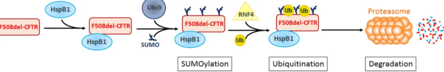 Figure 3. HspB1 promotes the degradation by the proteasome of F508del-CFTR through SUMO and ubiquitin path- path-ways