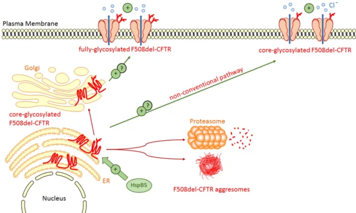 Figure 4. HspB5 favors the rescue of F508del-CFTR. The transient expression of HspB5 increases the stability of core- core-glycosylated F508del-CFTR thus enhancing the level of F508del-CFTR at the plasma membrane and its activity
