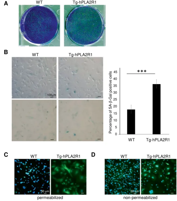 Figure 4.  Tg-hPLA2R1 derived MEFs senesce prematurely. (A) Indicated MEFs were seeded at the same cell  density and were PFA-fixed and stained by crystal violet 9 days later (A) or analyzed for SA-β-Gal activity 7 days  later (B)