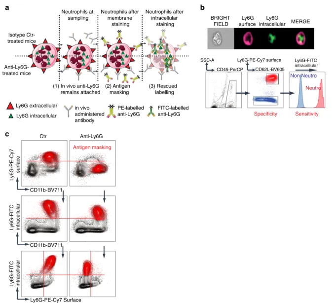 Fig. 1 Intracellular Ly6G staining overcomes surface Ly6G unavailability. a Schematic representation of the antigen masking related issue