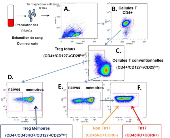 Fig.  MM  2.  Stratégie  de  tri  permettant  d’identifier  ou  d’isoler  les  lymphocytes  T  CD4 +   T  régulateurs, T conventionnels « non Th17 » et Th17