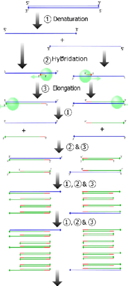 Fig. MM 4. Déroulement des 4 premiers cycles d’une réaction de PCR. 