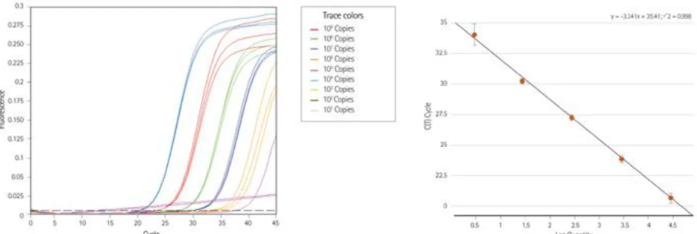 Fig.  MM  5.  Quantification  d’un  gène  d’intérêt  dans  une  série  de  dilutions  d’un  même  échantillon