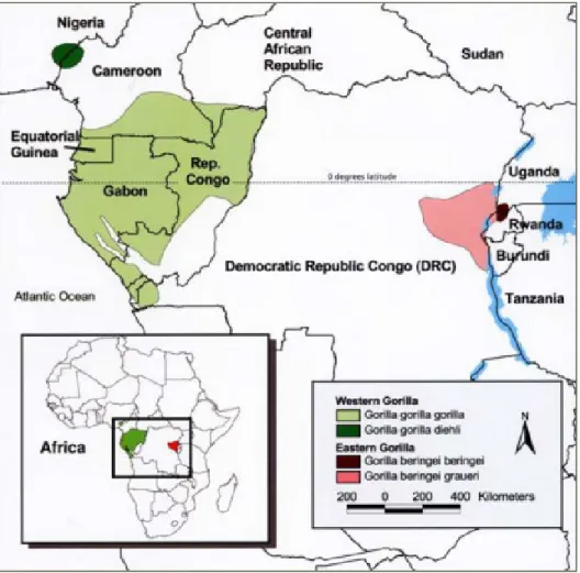 Figure  2  –  Distribution  géographique  des  quatre  sous-espèces  de  gorilles  (d’après Stewart, 2003) 