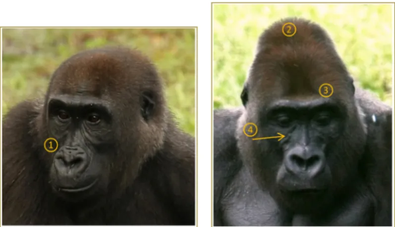 Figure  11  –  Exemples  de  caractéristiques  physiques  permettant  l’identification individuelle : 1 : « nose-print », 2 : crête sagittale,  3 : forme de l’arcade sourcilière, 4 : veine 