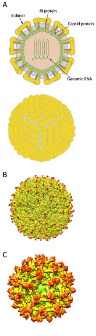 Figure 11: Structure of Zika  virus 