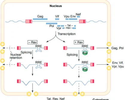 Figure 29 : Fonction de la protéine Rev pour l’export des ARN lors la réplication du VIH-1   (Adapté de B