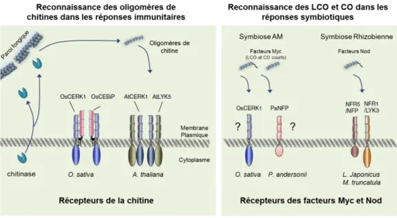Figure  E.8 : Représentation simplifiée de la perception des molécules de chitine dans les réponses immunitaires  et symbiotiques chez les plantes