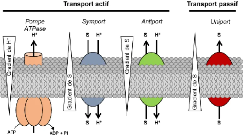 Figure E.13: Les différents types de transporteurs de sucres (S) membranaires. Le passage de la molécule de sucre  à travers la membrane peut se faire contre son gradient de concentration (transport actif) ou dans le sens de son gradient  de concentration 
