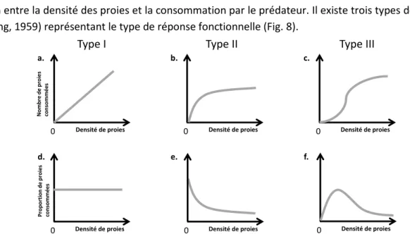Figure 8 :  Représentation  des  différents  types  de  réponses  fonctionnelles  (a,  b,  c)  nombre  de  proies  consommées un prédateur en fonction de la densité de proie (d, e, f) proportion de proies consommées par  un prédateur en fonction de la dens