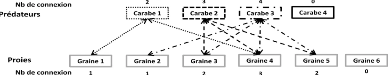 Figure 10 :  Exemple  de  réseaux  d’interactions  avec  des  degrés  de  généralisme  variés  selon  les  espèces  de  carabes et de graines