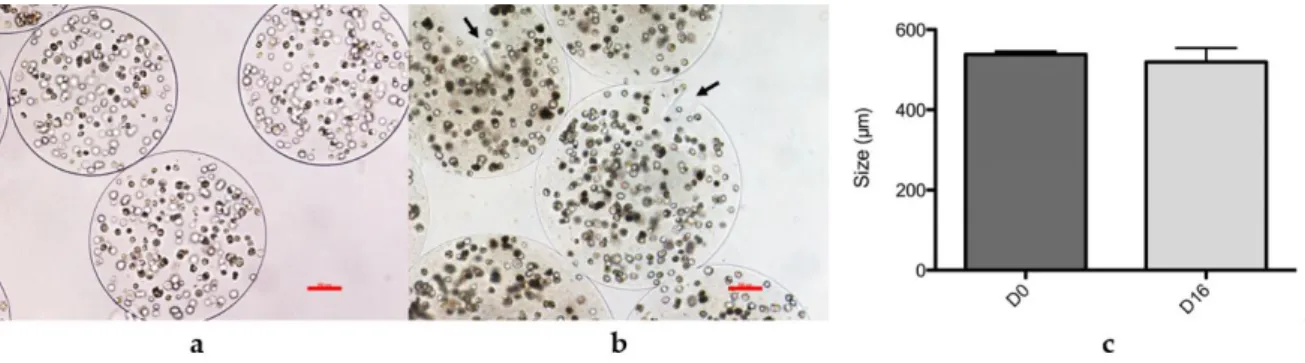 Figure 1. Morphology and size of microparticles at D0 and D16 after encapsulation. (a) Microparticles  obtained  for  donor  16,023  at  P3  at  4  ×  10 6   cells/mL  encapsulation  solution,  D0,  optical microscopy  images, 10× magnification