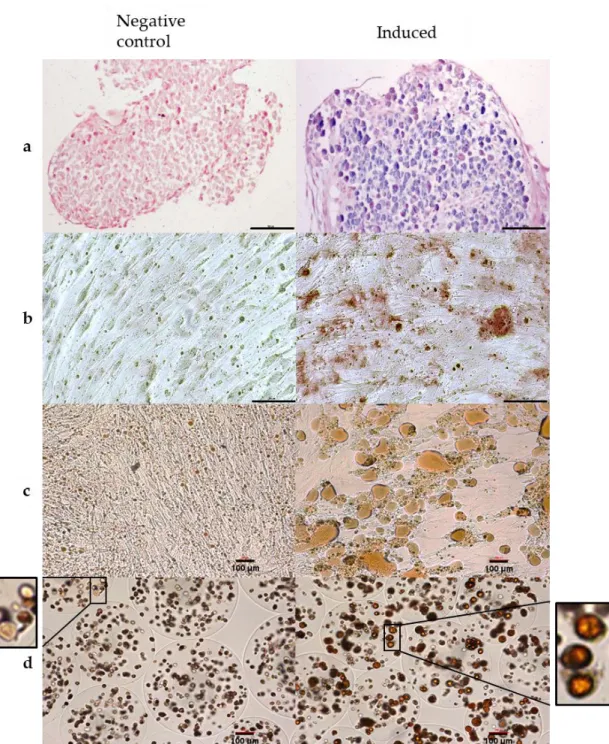 Figure 4. In vitro differentiation capacity of encapsulated ASCs assessed for the three recommended  mesenchyme  lineages